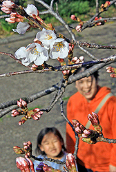 20110328202811sakura.jpg